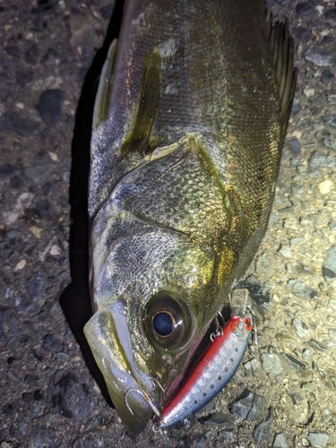 シーバスの釣果