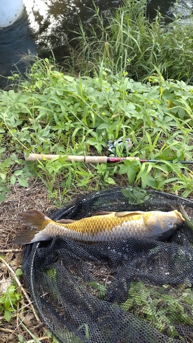 コイの釣果