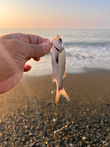 クロムツの釣果