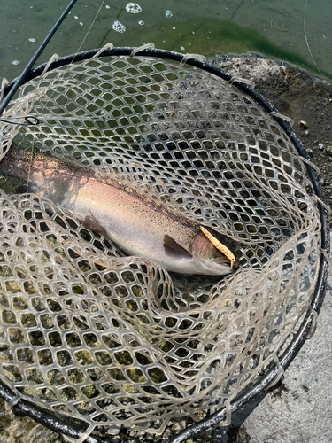 ニジマスの釣果