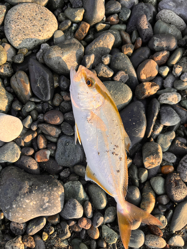 ショゴの釣果