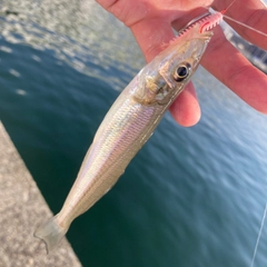 キスの釣果