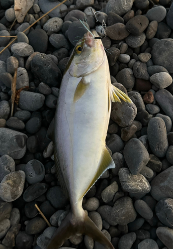 シオの釣果