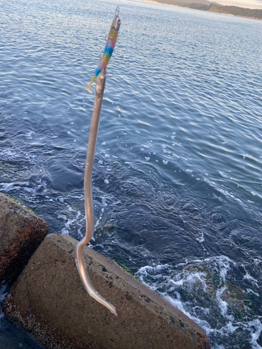 ダイナンウミヘビの釣果