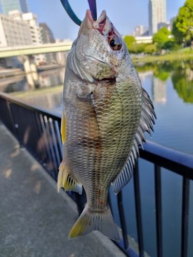 キビレの釣果