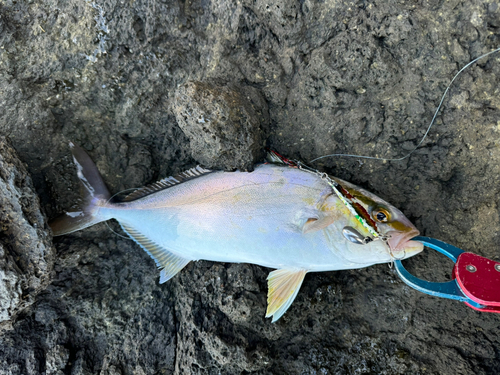 カンパチの釣果