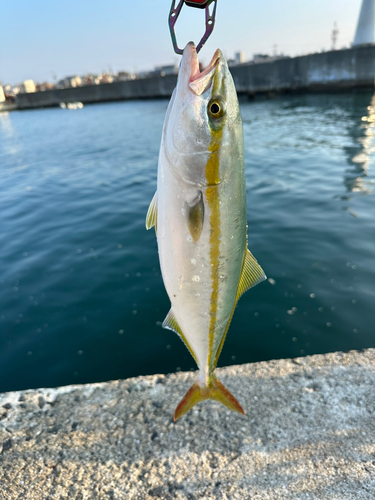 ツバスの釣果