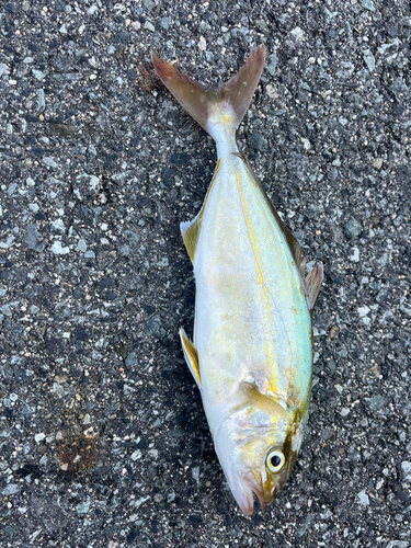 ショゴの釣果