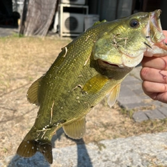 ラージマウスバスの釣果