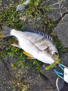 キビレの釣果