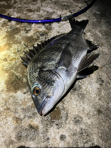 クロダイの釣果