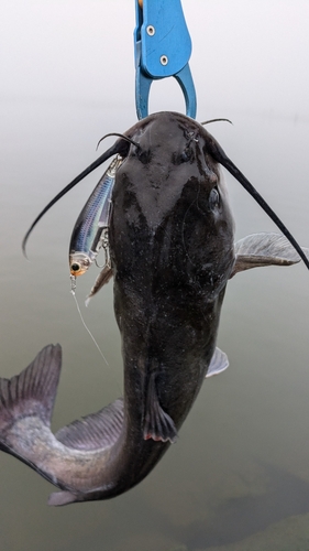 アメリカナマズの釣果