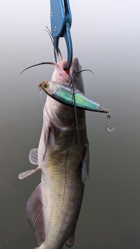 アメリカナマズの釣果