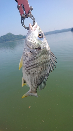 キビレの釣果