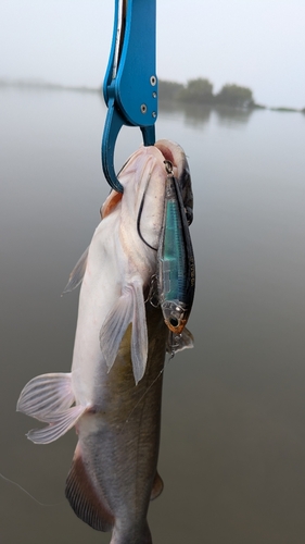 アメリカナマズの釣果