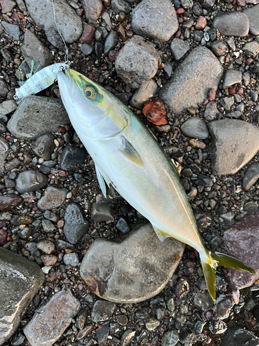 ワカシの釣果