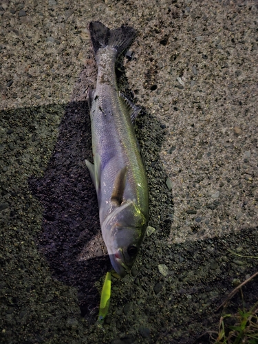 シーバスの釣果