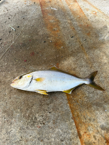 シオの釣果