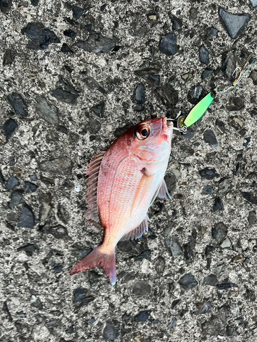 チャリコの釣果