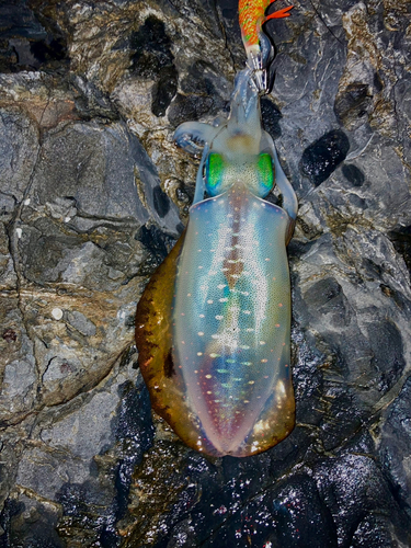 アオリイカの釣果