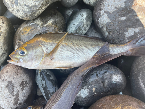 イサキの釣果