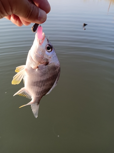 キビレの釣果