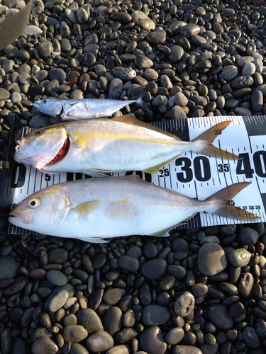 ショゴの釣果