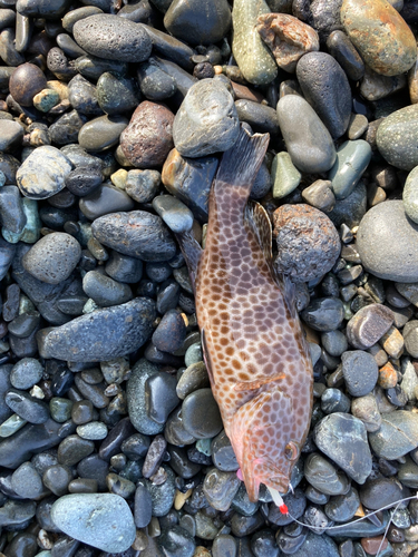 オオモンハタの釣果