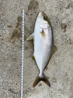 ショゴの釣果