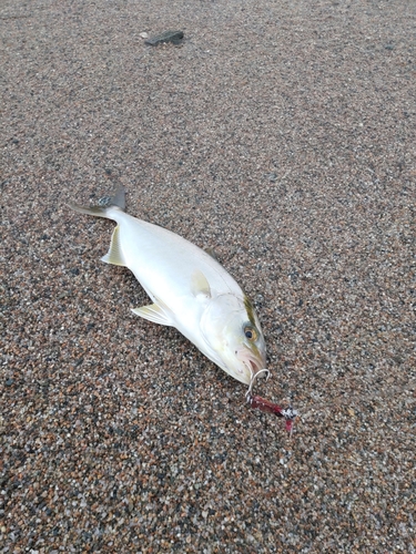 ショゴの釣果