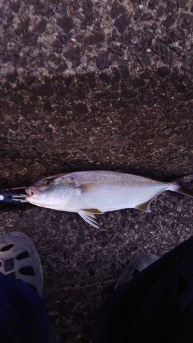 ショゴの釣果