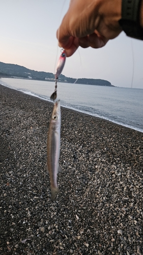 カマスの釣果