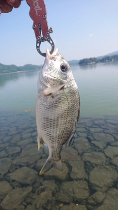 キビレの釣果