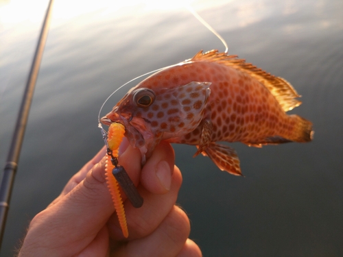 オオモンハタの釣果