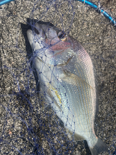 ヘダイの釣果