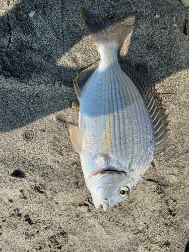 ヘダイの釣果