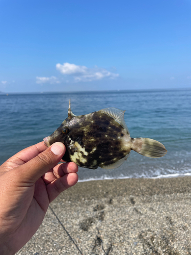 カワハギの釣果