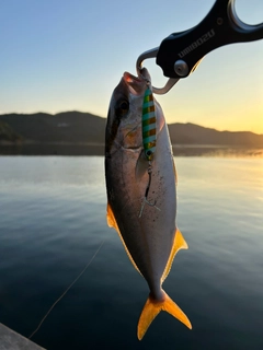 シオの釣果