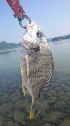 キビレの釣果