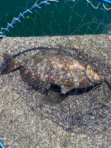 アイゴの釣果