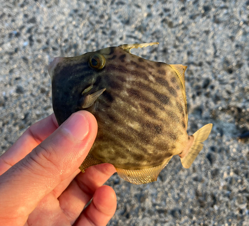 カワハギの釣果