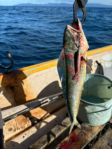 シイラの釣果