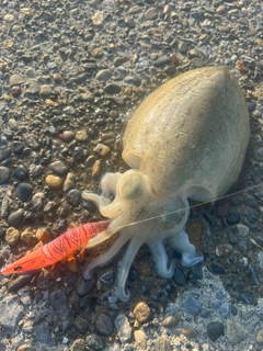 モンゴウイカの釣果