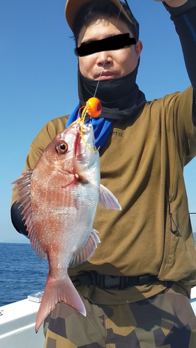 マダイの釣果