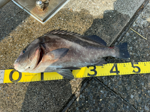 コショウダイの釣果