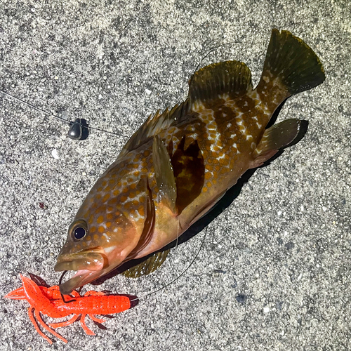 アコウの釣果