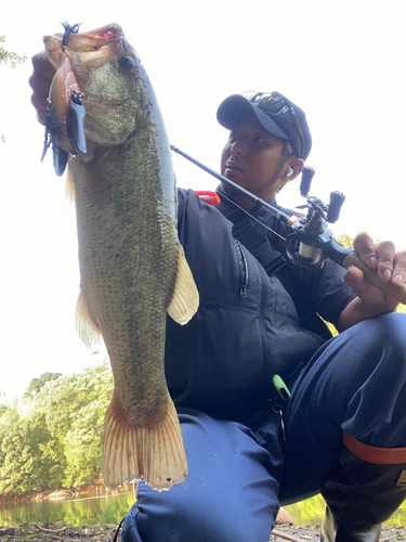 ブラックバスの釣果