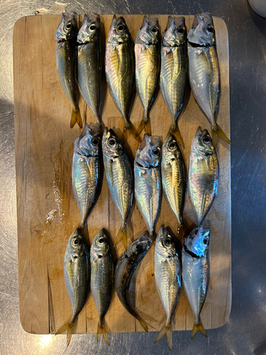 アジの釣果