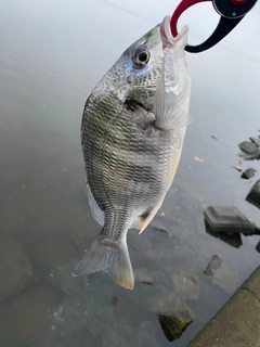 キビレの釣果