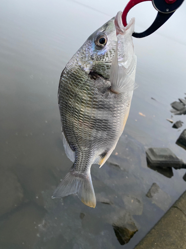 キビレの釣果